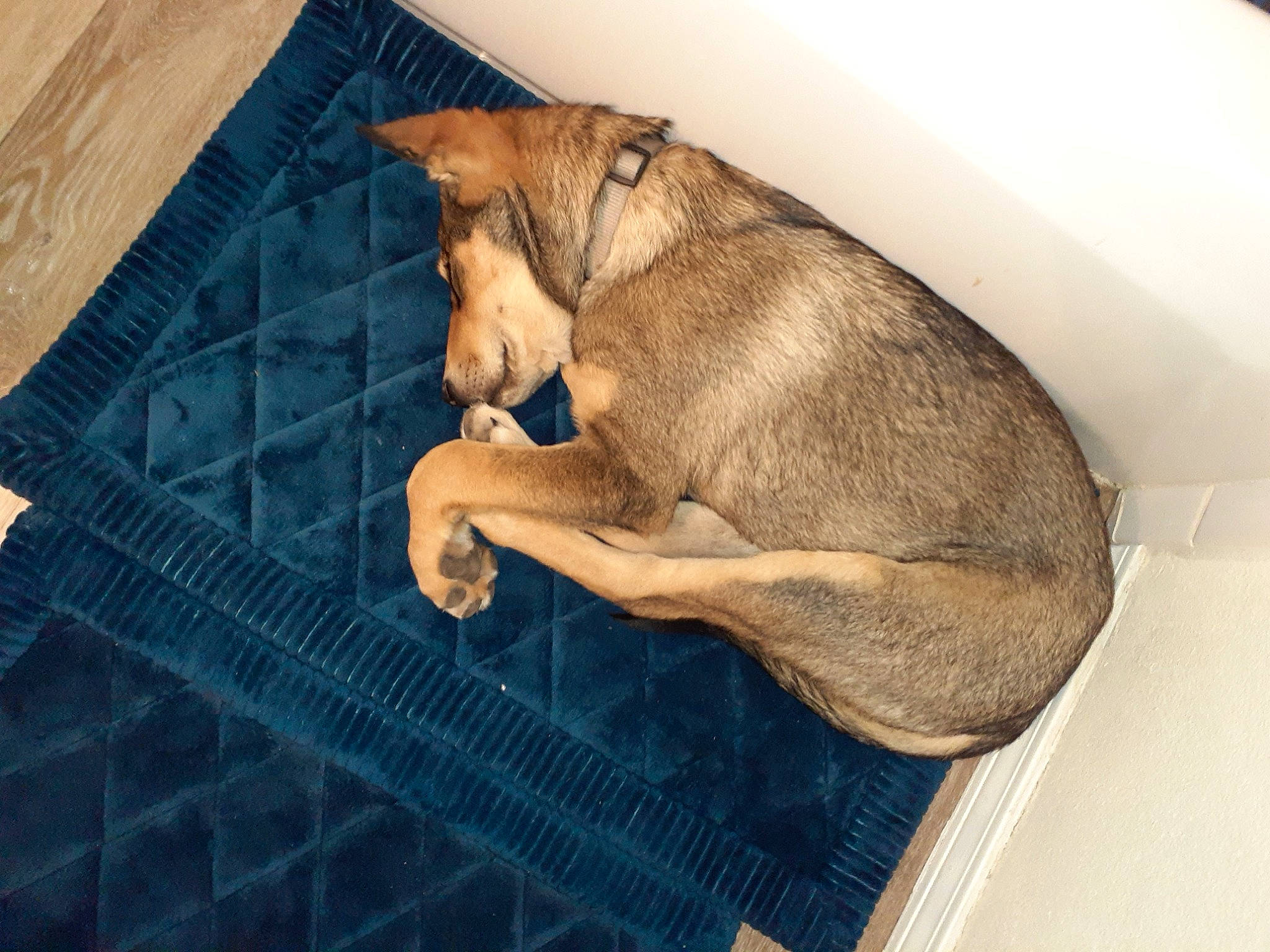 Hercules joined the competition — help win amazing prizes! canidae, carnivore, companion_dog, dog, dog_breed, fawn, paw, puppy, snout