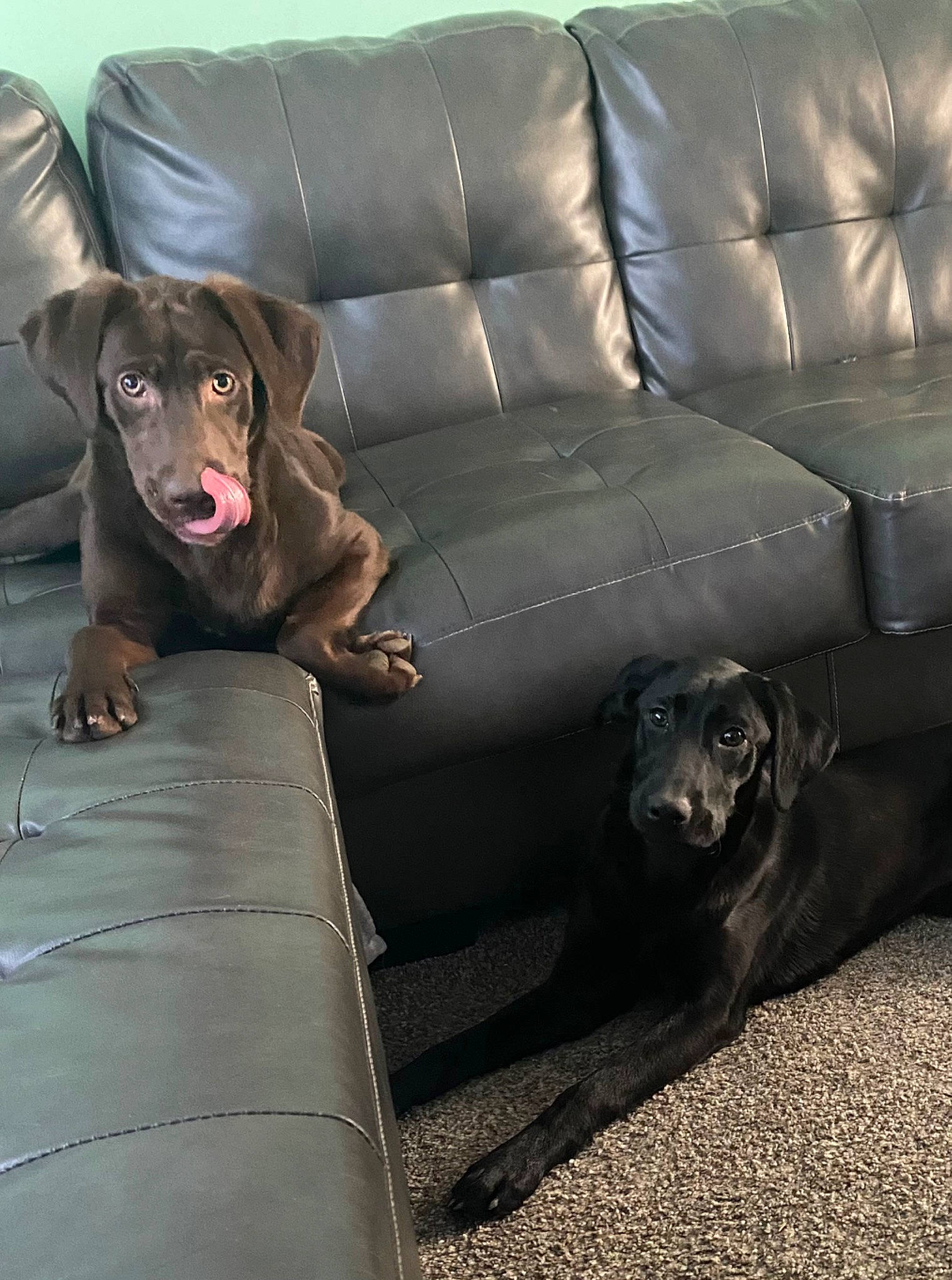 Lulubaylee joined the competition — help win amazing prizes! ball, brown, canidae, carnivore, comfort, companion_dog, couch, dog, dog_breed, floor, flooring, fur, grey, liver, living_room, sitting, sofa_bed, sporting_group, studio_couch, working_animal