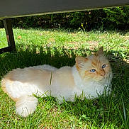 Bellini participe au concours pour gagner de l'argent avec cette photo : cat, fluffy, long_hair, cream_fur, orange_markings, blue_eyes, lying_down, outdoor, grass, garden, under_bench, shaded, sunlight, animal, pet, whiskers, ears, tail, portrait, relaxed