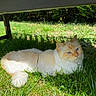 cat, fluffy, long_hair, cream_fur, orange_markings, blue_eyes, lying_down, outdoor, grass, garden, under_bench, shaded, sunlight, animal, pet, whiskers, ears, tail, portrait, relaxed