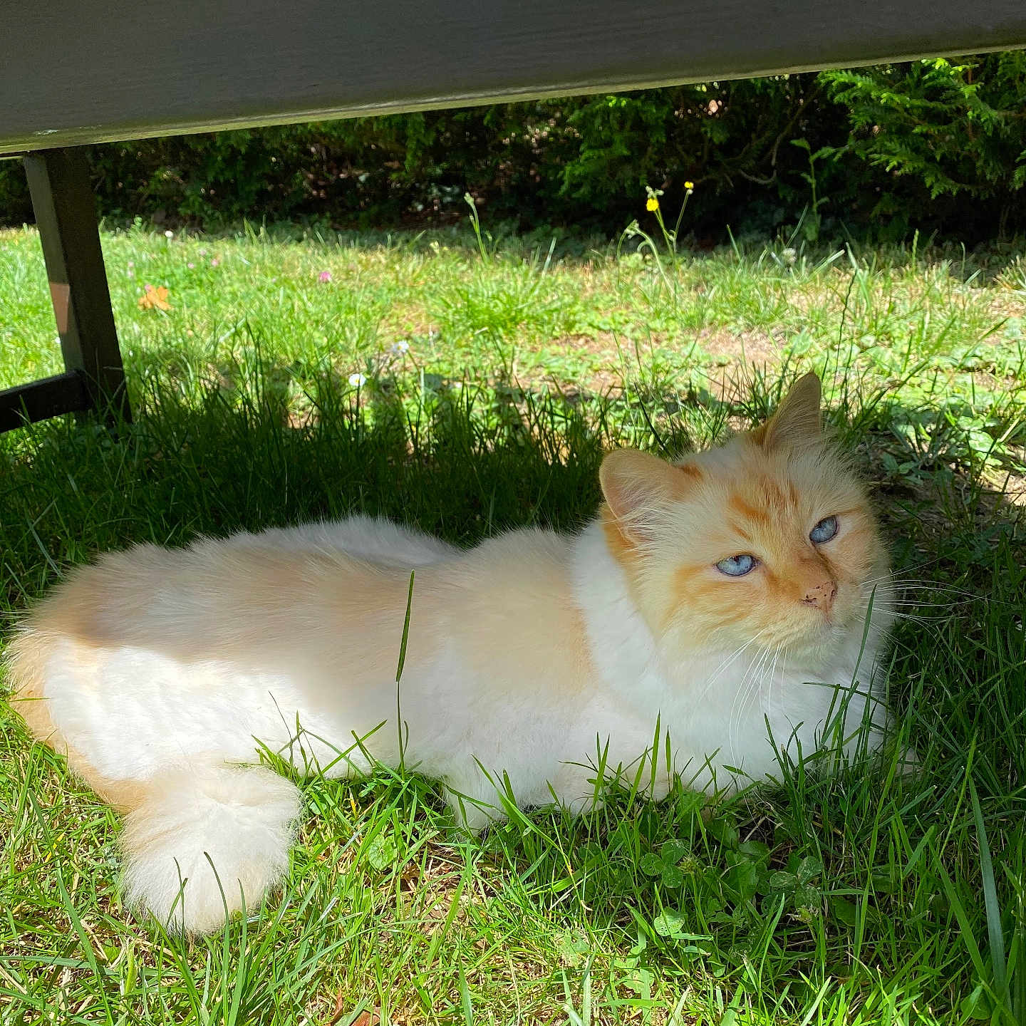 Bellini participe au concours pour gagner de l'argent avec cette photo : cat, fluffy, long_hair, cream_fur, orange_markings, blue_eyes, lying_down, outdoor, grass, garden, under_bench, shaded, sunlight, animal, pet, whiskers, ears, tail, portrait, relaxed