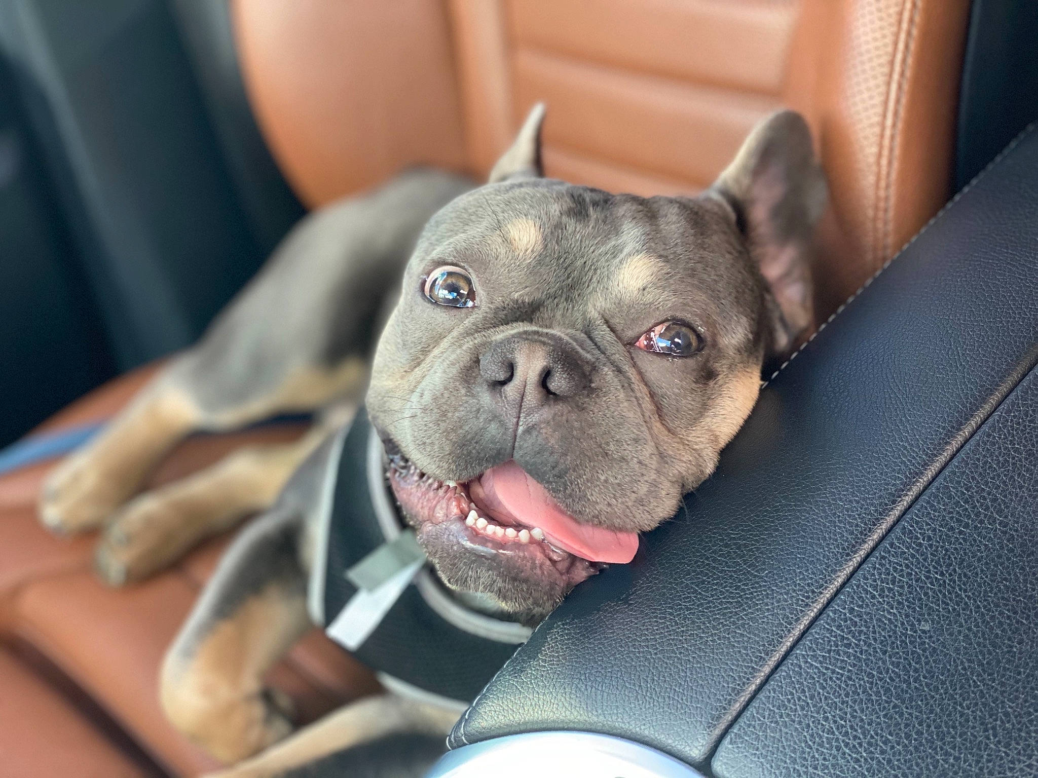 Macho is registered to the contest to win money with this photo: bulldog, canidae, carnivore, collar, comfort, companion_dog, dog, dog_breed, ear, fawn, french_bulldog, molosser, non_sporting_group, snout, sporting_group, terrestrial_animal, toy_dog, whiskers, working_animal, wrinkle