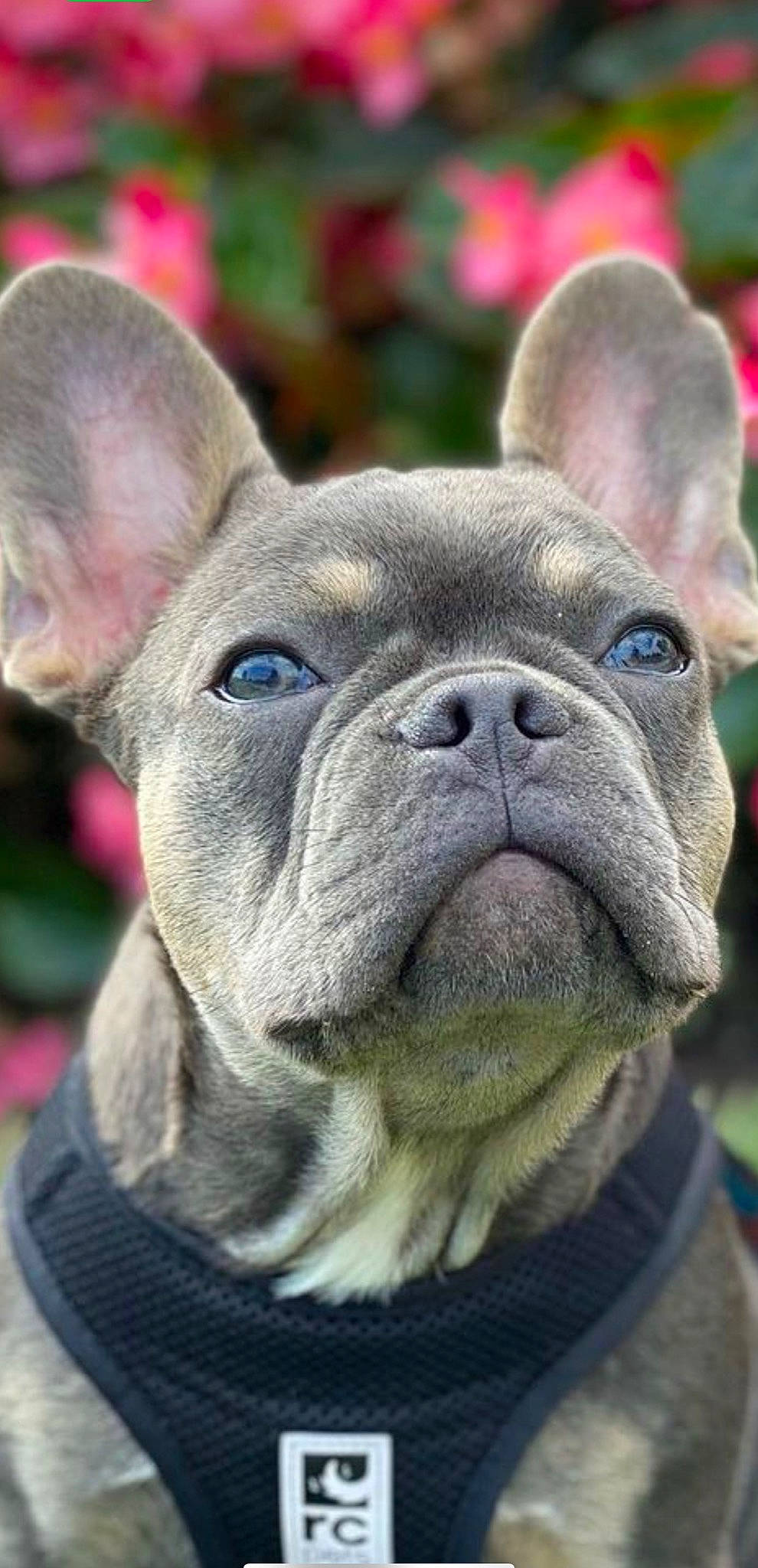 Macho is registered to the contest to win money with this photo: bulldog, carnivore, close_up, collar, companion_dog, dog, dog_breed, dog_collar, ear, fawn, grass, photograph, plant, snout, sporting_group, terrestrial_animal, toy_dog, whiskers, working_animal, wrinkle