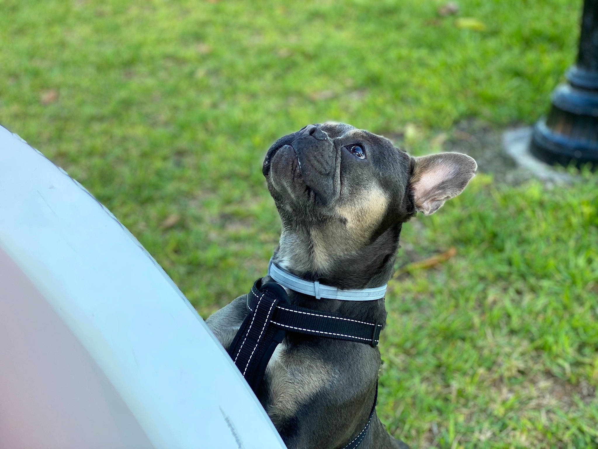 Macho joined the competition — help win amazing prizes! canidae, carnivore, collar, companion_dog, dog, dog_breed, dog_collar, fashion_accessory, fawn, grass, leash, pet_supply, plant, snout, sporting_group, tail, terrestrial_animal, terrier, toy_dog, whiskers