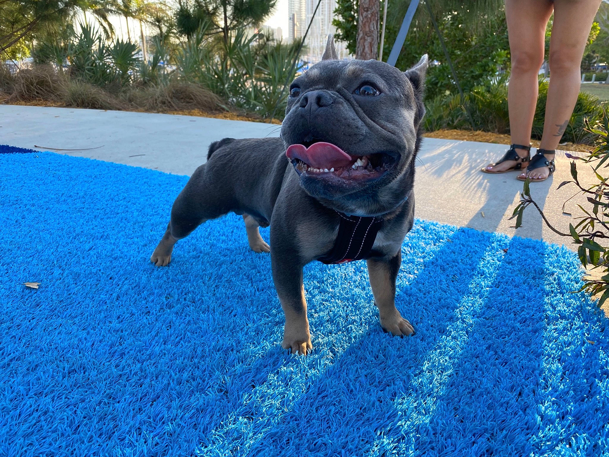 Macho is registered to the contest to win money with this photo: azure, blue, carnivore, collar, companion_dog, dog, dog_breed, electric_blue, fawn, flooring, foot, grass, human_leg, leisure, palm_tree, plant, road_surface, snout, water, working_animal