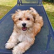 Thao participe au concours pour gagner de l'argent avec cette photo : puppy, dog, fluffy, smiling, outdoor, garden, grass, sunbed, pet, cute, animal, canine, relaxed, happy, young, fur, face, nature, summer, daylight