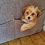 puppy, dog, couch, fabric, pocket, floor, tile, pet, cute, animal, indoor, paw, fur, brown, small, curious, domestic, wall, socket, home