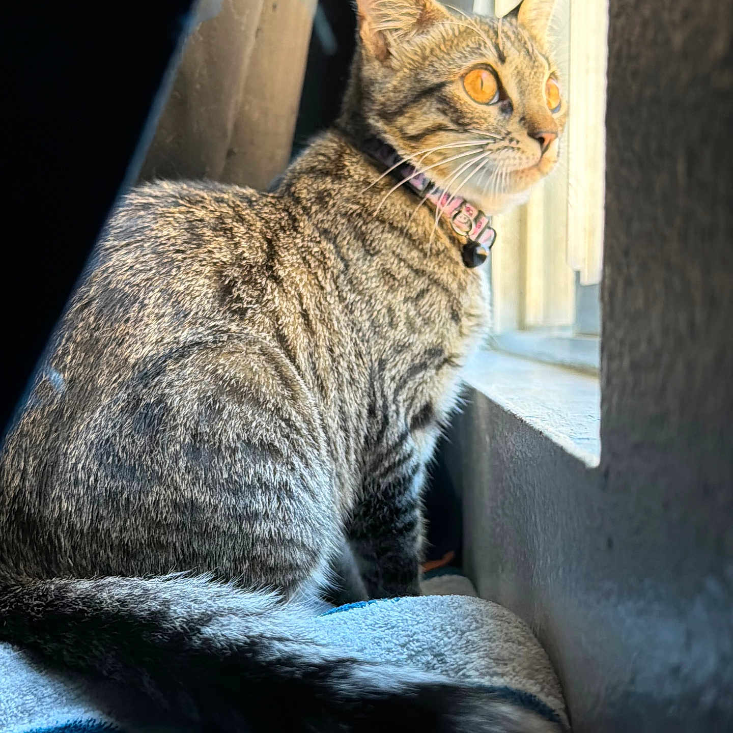 Molly joined the competition — help win amazing prizes! cat, tabby, window, sunlight, blanket, fur, curious, amber_eyes, indoor, pet, animal, looking_outside, collar, whiskers, tail, resting, cozy, closeup, portrait, feline
