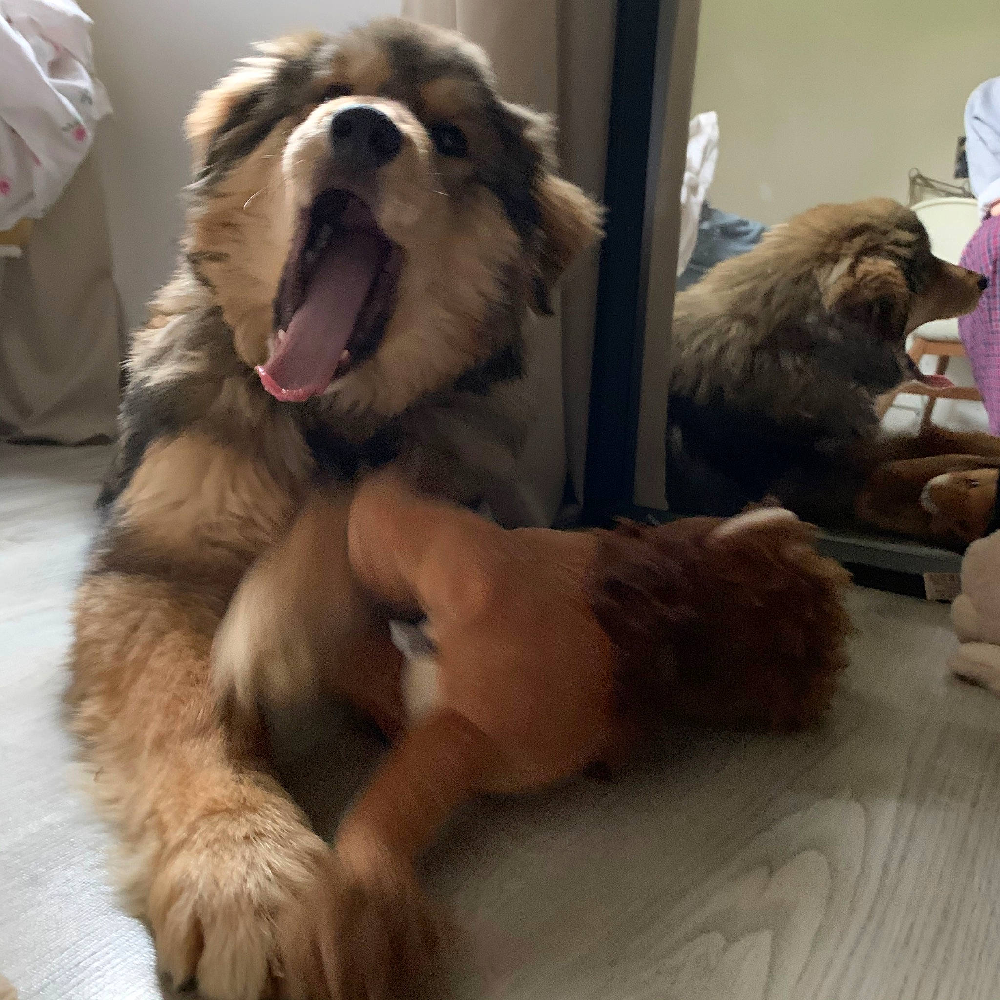 Jacob a rejoint le concours — aidez-le/la à gagner de superbes lots ! ancient_dog_breeds, canidae, carnivore, caucasian_shepherd_dog, companion_dog, dog, dog_breed, fawn, fur, golden_retriever, paw, puppy_love, retriever, snout, sporting_group