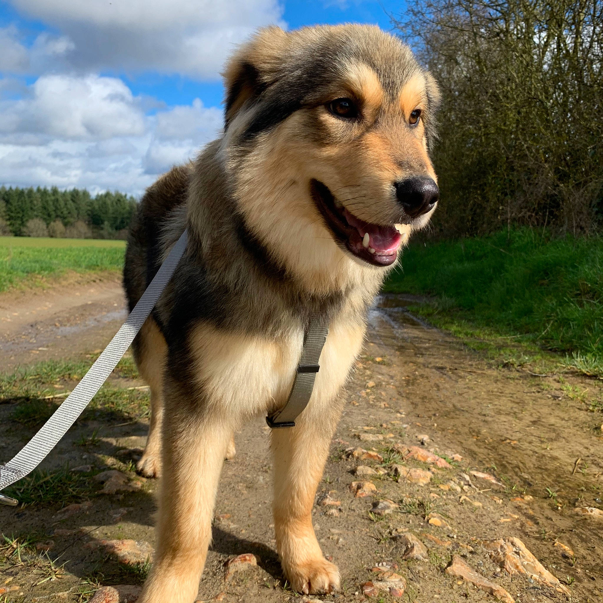 Jacob a rejoint le concours — aidez-le/la à gagner de superbes lots ! aidi, ancient_dog_breeds, canidae, carnivore, carpathian_shepherd_dog, companion_dog, czechoslovakian_wolfdog, dog, dog_breed, mammal, native_american_indian_dog, rare_breed_dog, seppala_siberian_sleddog, snout, sporting_group, vertebrate, wolfdog, working_dog