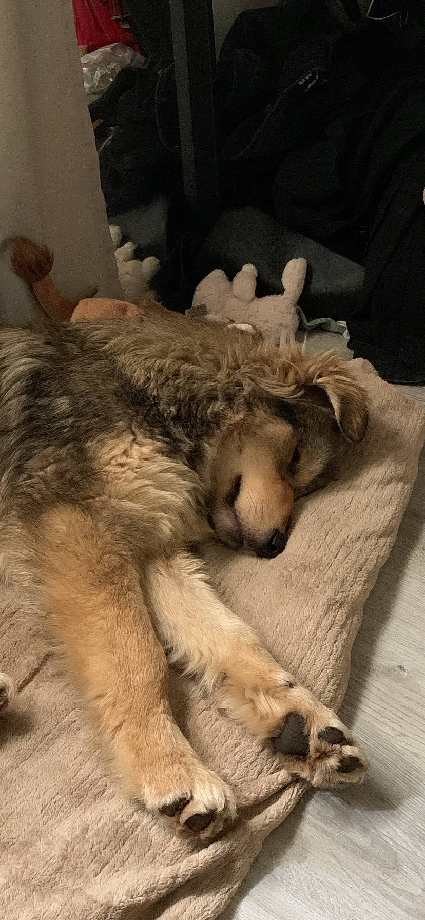 Jacob a rejoint le concours — aidez-le/la à gagner de superbes lots ! berger_picard, canidae, canis, carnivore, companion_dog, czechoslovakian_wolfdog, dog, dog_breed, fawn, fur, mammal, nap, paw, puppy, sleep, wolfdog