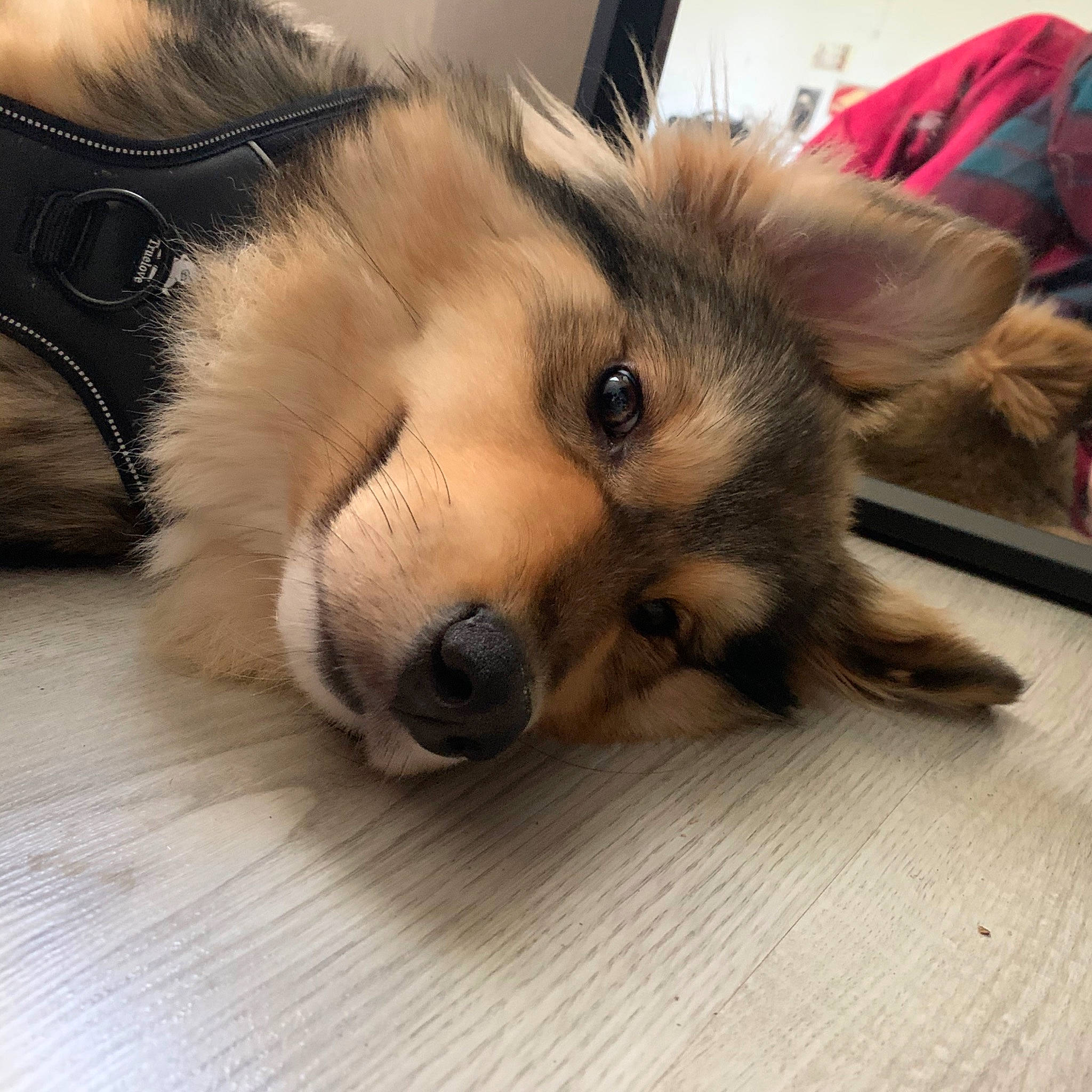 Jacob a rejoint le concours — aidez-le/la à gagner de superbes lots ! canidae, carnivore, collie, companion_dog, dog, dog_breed, ear, eurasier, fawn, finnish_lapphund, fur, mammal, nose, pomeranian, puppy, puppy_love, rare_breed_dog, snout, sporting_group, wolfdog