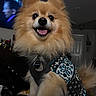 dog, pomeranian, fluffy, small_dog, tan_fur, portrait, happy, smiling, open_mouth, tongue, teeth, pointed_ears, sweater, patterned_clothing, collar, dog_tags, indoor, home, television, pet