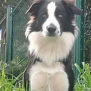 Appy a rejoint le concours — aidez-le/la à gagner de superbes lots ! alert, animal, black_and_white, border_collie, canine, daylight, dog, ears, eyes, fence, fur, grass, greenery, nature, outdoor, park, pet, portrait, sitting, snout