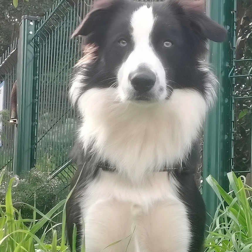 Appy a rejoint le concours — aidez-le/la à gagner de superbes lots ! alert, animal, black_and_white, border_collie, canine, daylight, dog, ears, eyes, fence, fur, grass, greenery, nature, outdoor, park, pet, portrait, sitting, snout