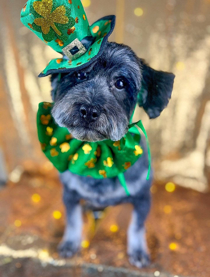 Oscar is registered to the contest to win money with this photo: canidae, carnivore, collar, companion_dog, dog, dog_breed, dog_clothes, dog_collar, dog_supply, fashion_accessory, fawn, grass, green, party_hat, pet_supply, snout, sporting_group, toy_dog, witch_hat, working_animal