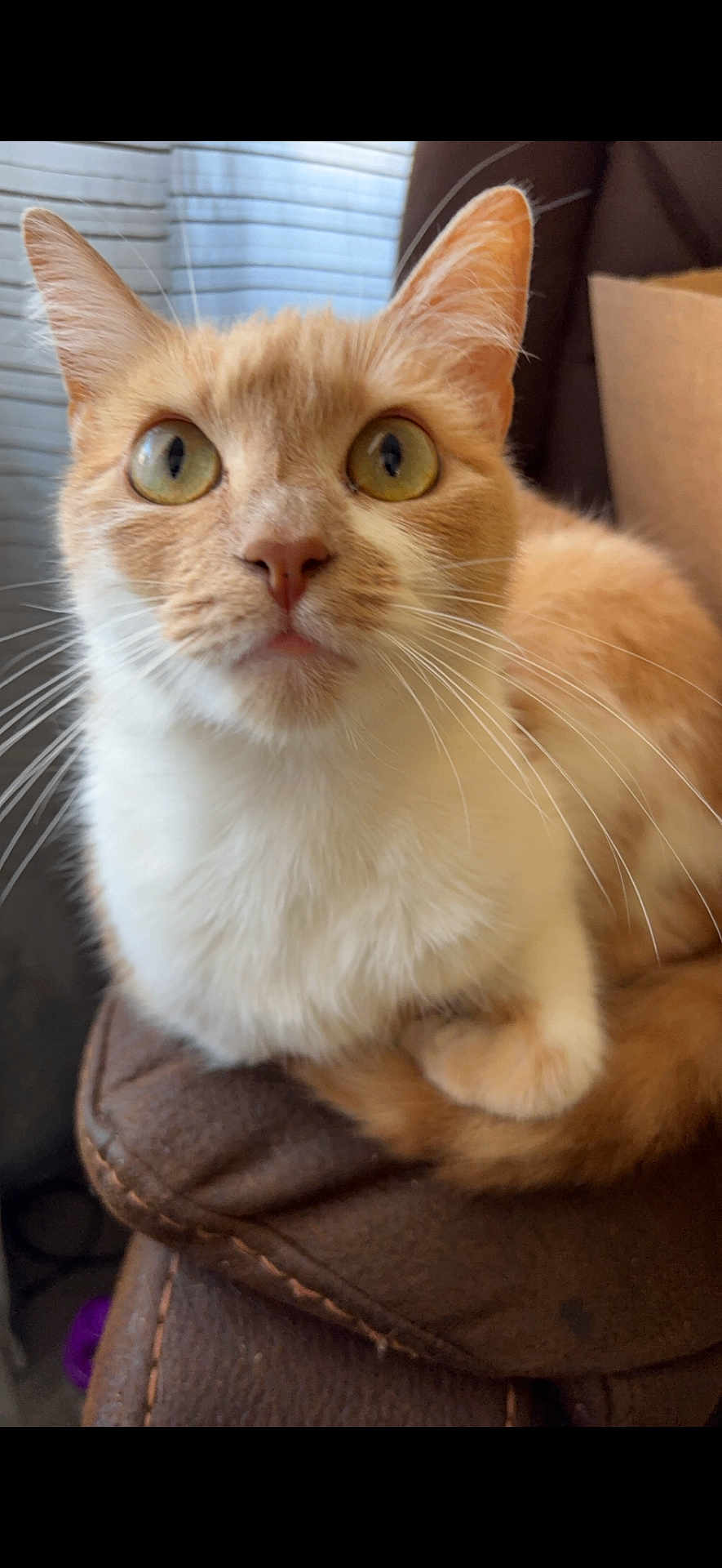 Scarlett is registered to the contest to win money with this photo: cat, orange_cat, white_cat, pet, animal, fur, whiskers, ears, eyes, nose, curious, indoor, leather, brown, closeup, portrait, sitting, feline, cute, domestic_animal