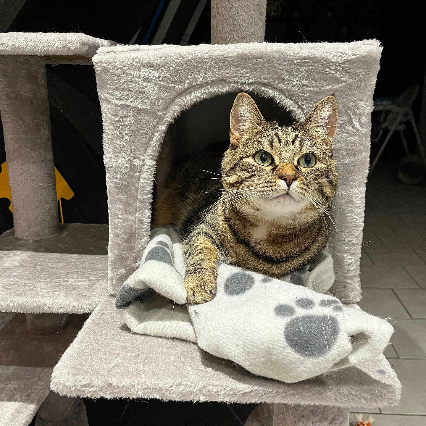 Plume participe au concours pour gagner de l'argent avec cette photo : animal, blanket, cat, cat_tree, cozy, curious, cute, feline, floor_tile, fur, household, indoor, paw_print, pet, pet_accessory, play_toy, relaxed, resting, tabby_cat, whiskers