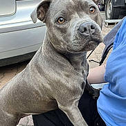 Sally a rejoint le concours — aidez-le/la à gagner de superbes lots ! dog, gray_dog, pet, animal, outdoor, car, pavement, person, clothing, blue_shirt, black_pants, white_shoes, paw, face, ears, eyes, nose, tail, curious, sitting