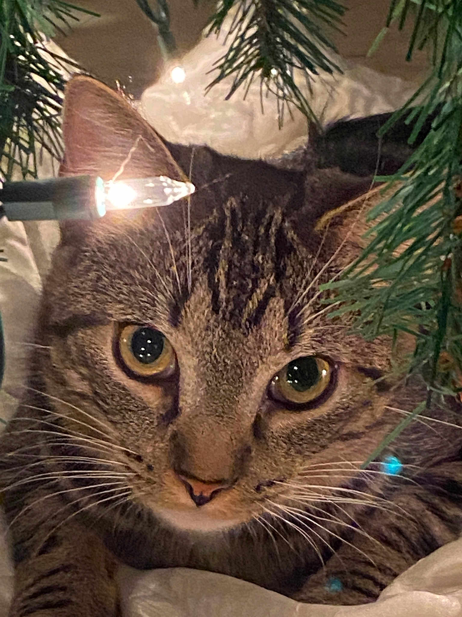 Sampson