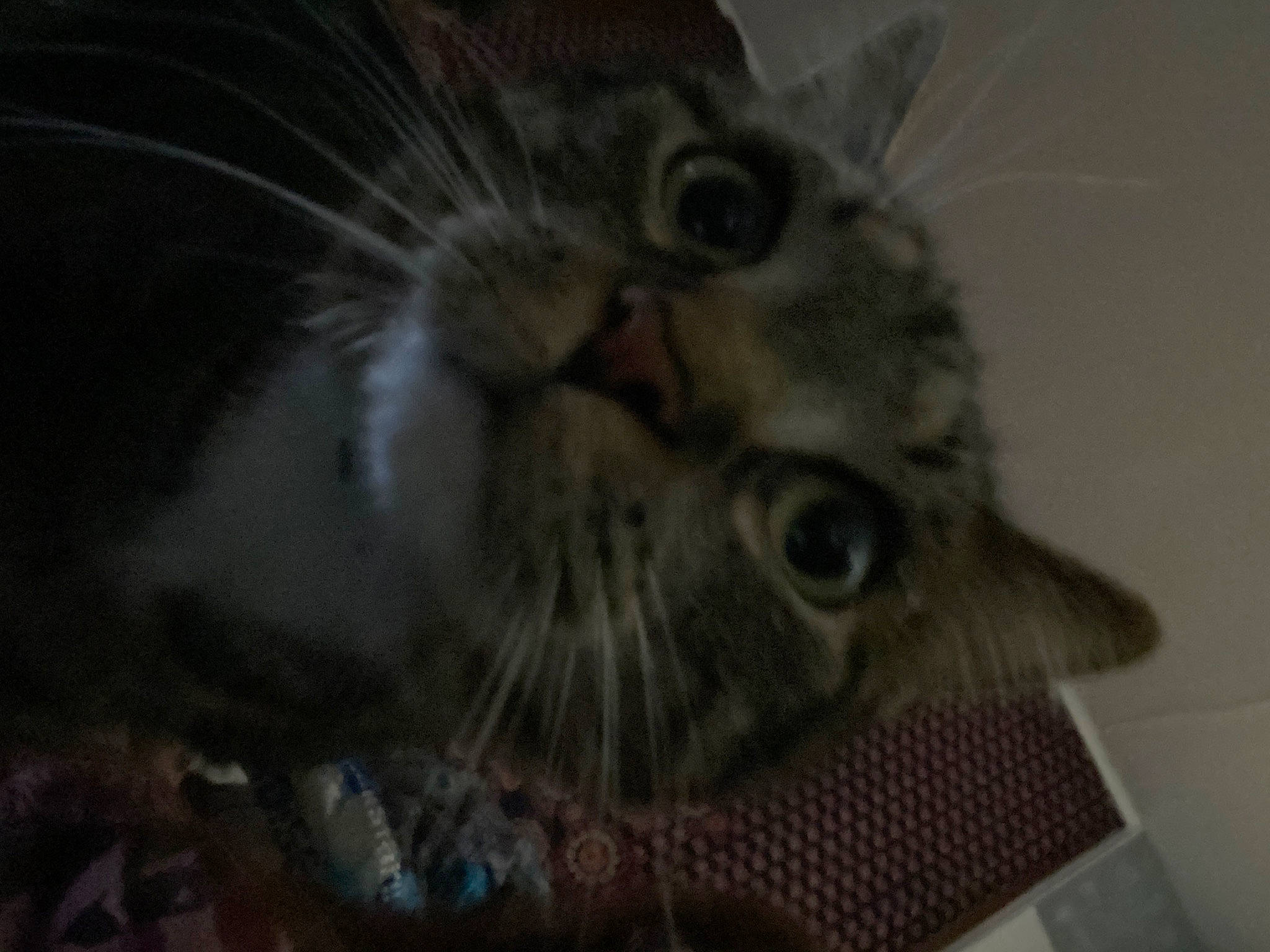 Sampson is registered to the contest to win money with this photo: carnivore, cat, claw, domestic_short_haired_cat, ear, felidae, fur, grey, iris, monochrome, paw, small_to_medium_sized_cats, snout, whiskers