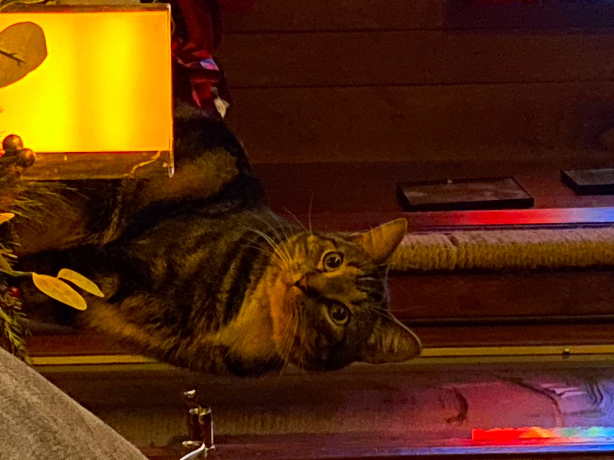 Sampson is registered to the contest to win money with this photo: automotive_lighting, carnivore, cat, claw, darkness, domestic_short_haired_cat, felidae, flooring, fur, metal, night, plant, room, small_to_medium_sized_cats, snout, tail, tints_and_shades, visual_arts, whiskers, wood