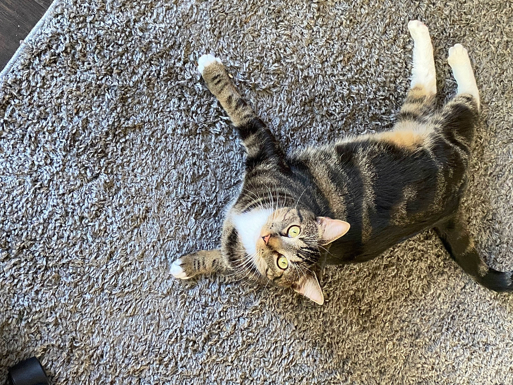 Sampson is registered to the contest to win money with this photo: asphalt, carnivore, cat, claw, domestic_short_haired_cat, felidae, fur, grass, grey, paw, road_surface, sidewalk, small_to_medium_sized_cats, soil, tail, terrestrial_animal, vertebrate, whiskers, wildlife, wood