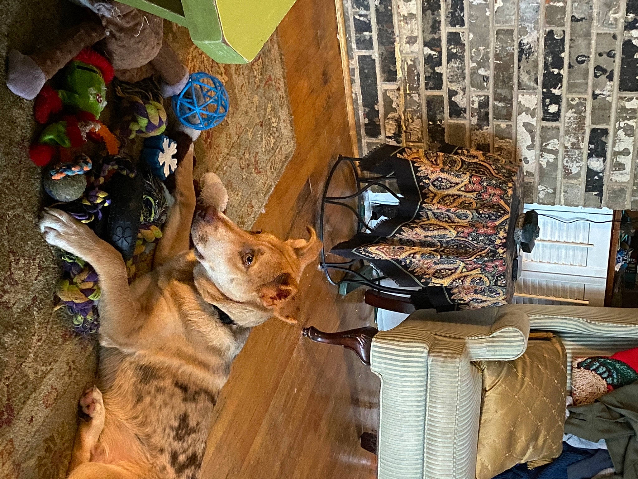 Sir Dexter Holland joined the competition — help win amazing prizes! bag, basket, carnivore, cat, domestic_short_haired_cat, fashion_accessory, fawn, felidae, flooring, fur, hat, linens, luggage_and_bags, metal, pattern, room, small_to_medium_sized_cats, sunglasses, whiskers, wood