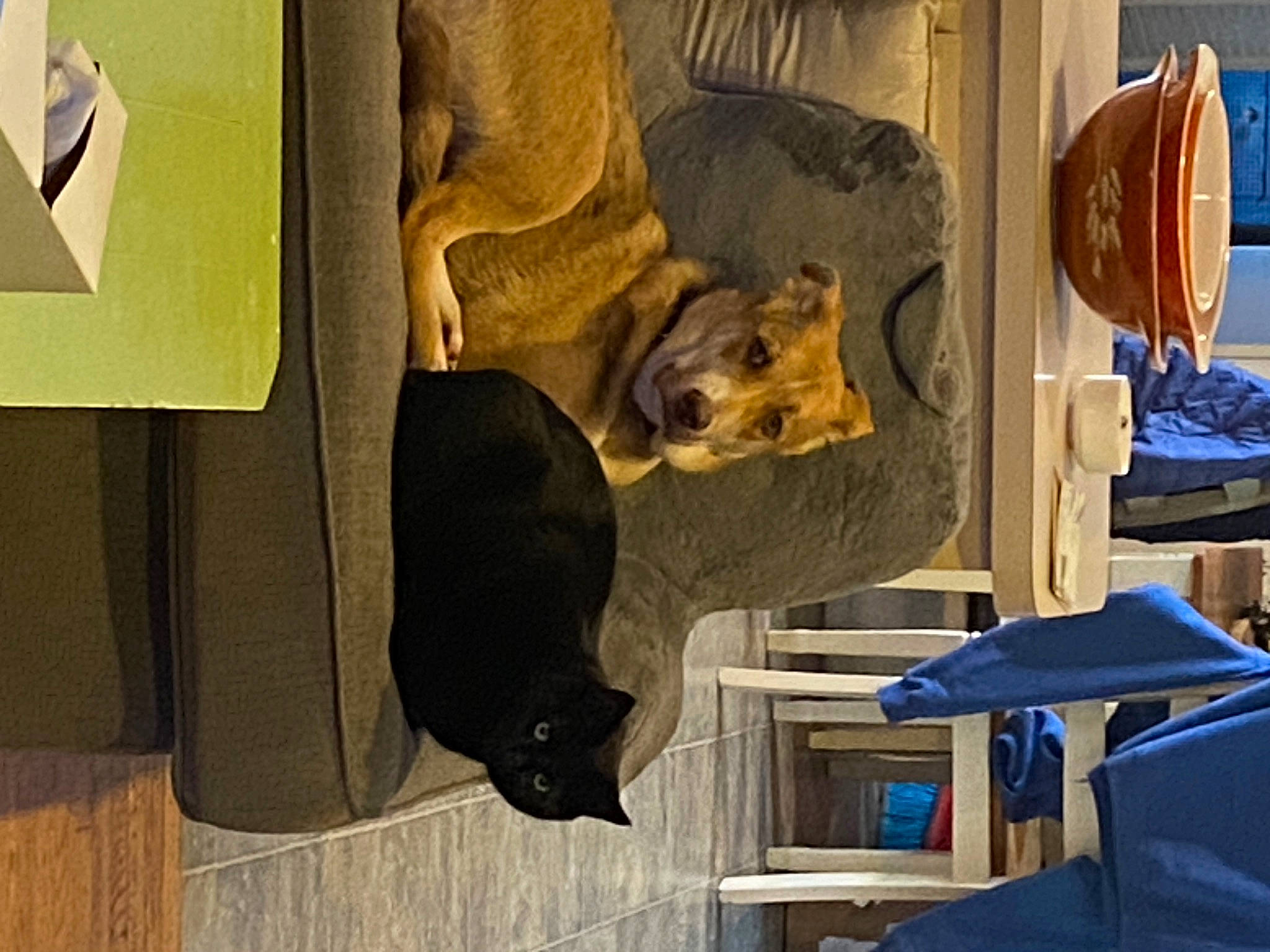 Sir Dexter Holland joined the competition — help win amazing prizes! art, canidae, carnivore, comfort, companion_dog, dog, dog_breed, fawn, felidae, flooring, fur, hardwood, hat, linens, room, small_to_medium_sized_cats, sporting_group, textile, wood, working_animal