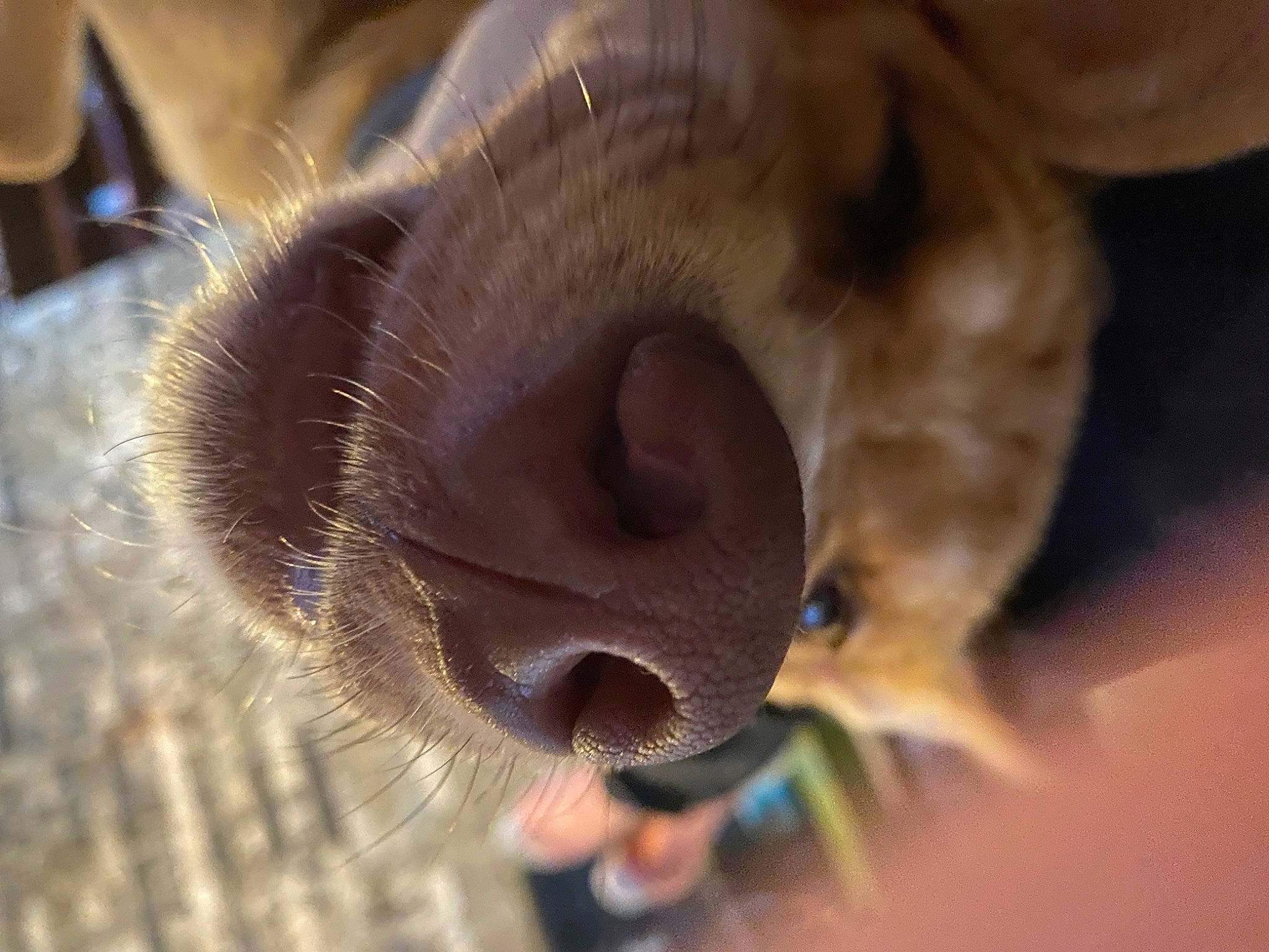 Sir Dexter Holland is registered to the contest to win money with this photo: canidae, carnivore, cat, claw, close_up, dog_breed, ear, eyelash, fawn, felidae, fur, liver, paw, small_to_medium_sized_cats, sporting_group, tail, terrestrial_animal, whiskers, working_animal, wrinkle