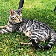 Zarko a rejoint le concours — aidez-le/la à gagner de superbes lots ! cat, animal, pet, outdoor, grass, greenery, feline, striped, relaxed, lying_down, alert, nature, mammal, whiskers, tail, ears, eyes, domestic_cat, summer, chair_leg