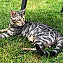 cat, animal, pet, outdoor, grass, greenery, feline, striped, relaxed, lying_down, alert, nature, mammal, whiskers, tail, ears, eyes, domestic_cat, summer, chair_leg