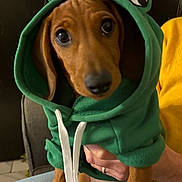 Maurice participe au concours pour gagner de l'argent avec cette photo : animal, brown_dog, closeup, cozy, cute, dachshund, dog, domestic_animal, frog_ears, green_hoodie, hand, hoodie, indoor, looking_at_camera, person, pet_clothing, puppy, seated, small_dog, yellow_sweater
