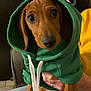 animal, brown_dog, closeup, cozy, cute, dachshund, dog, domestic_animal, frog_ears, green_hoodie, hand, hoodie, indoor, looking_at_camera, person, pet_clothing, puppy, seated, small_dog, yellow_sweater