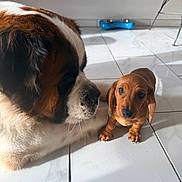 Maurice participe au concours pour gagner de l'argent avec cette photo : dog, saint_bernard, dachshund, puppy, floor, tile, indoor, sunlight, shadow, brown, white, large_dog, small_dog, pet, animal, cute, curious, companion, domestic, home