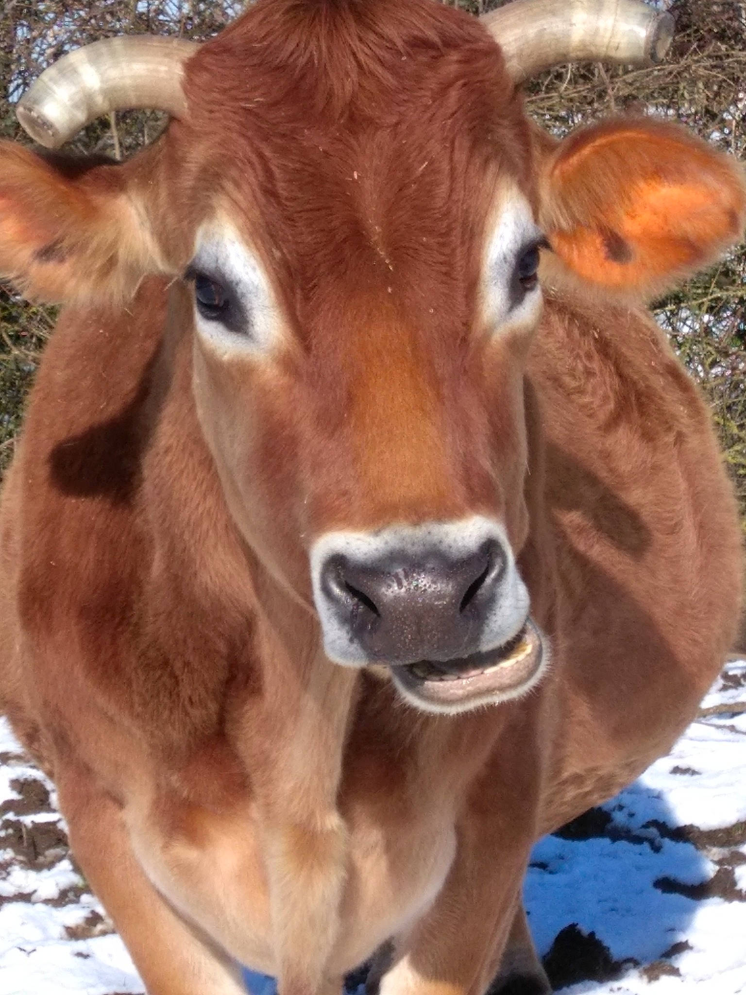 Bambi a rejoint le concours — aidez-le/la à gagner de superbes lots ! bovine, cow_goat_family, ear, eye, fawn, horn, livestock, mammal, ox, snout, snow, terrestrial_animal, vertebrate, wildlife