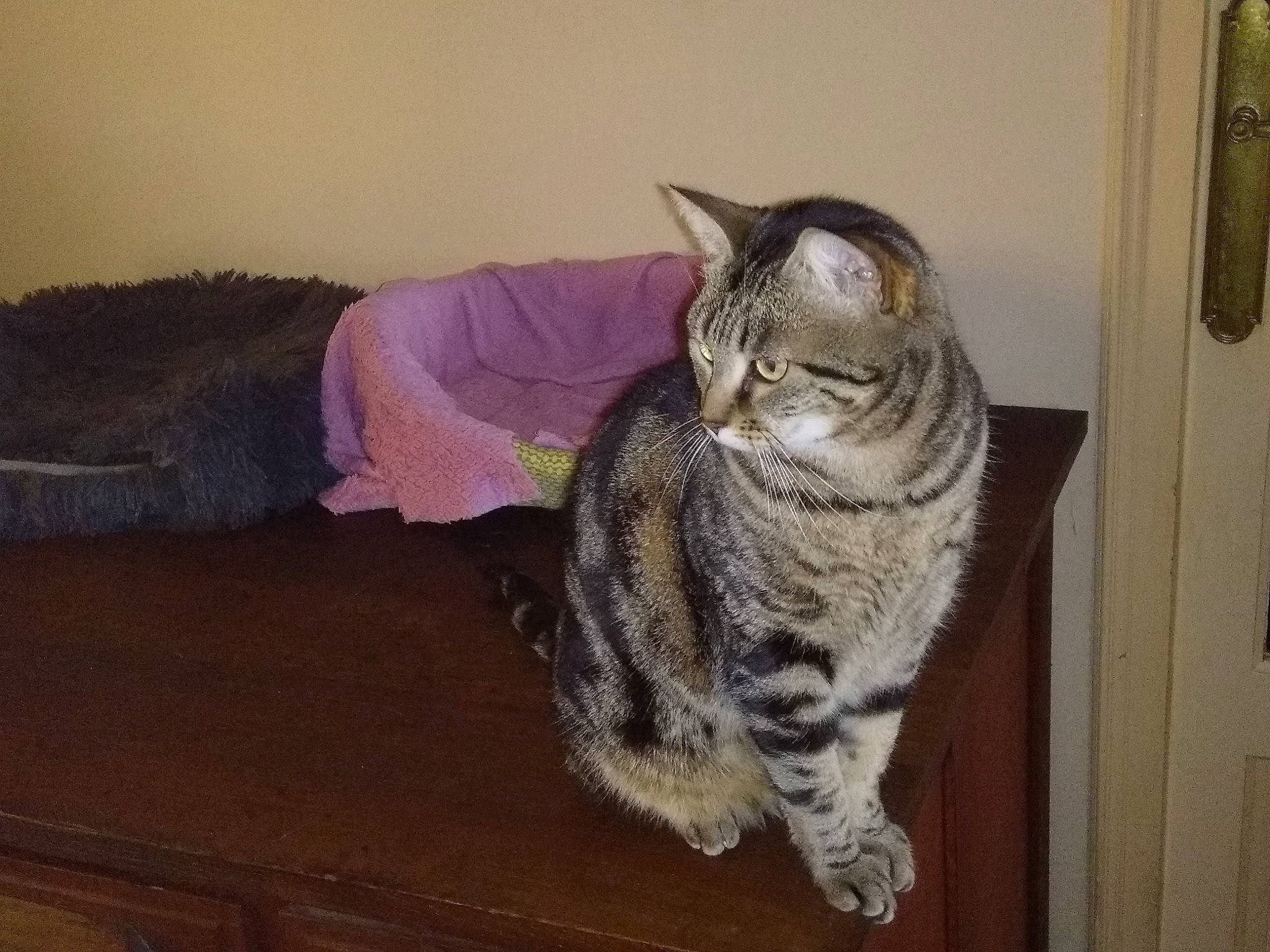 Chouquette participe au concours pour gagner de l'argent avec cette photo : american_shorthair, asian, australian_mist, california_spangled, carnivore, cat, domestic_short_haired_cat, dragon_li, egyptian_mau, european_shorthair, felidae, fur, mammal, ocicat, pixie_bob, small_to_medium_sized_cats, sokoke, tabby_cat, tail, whiskers