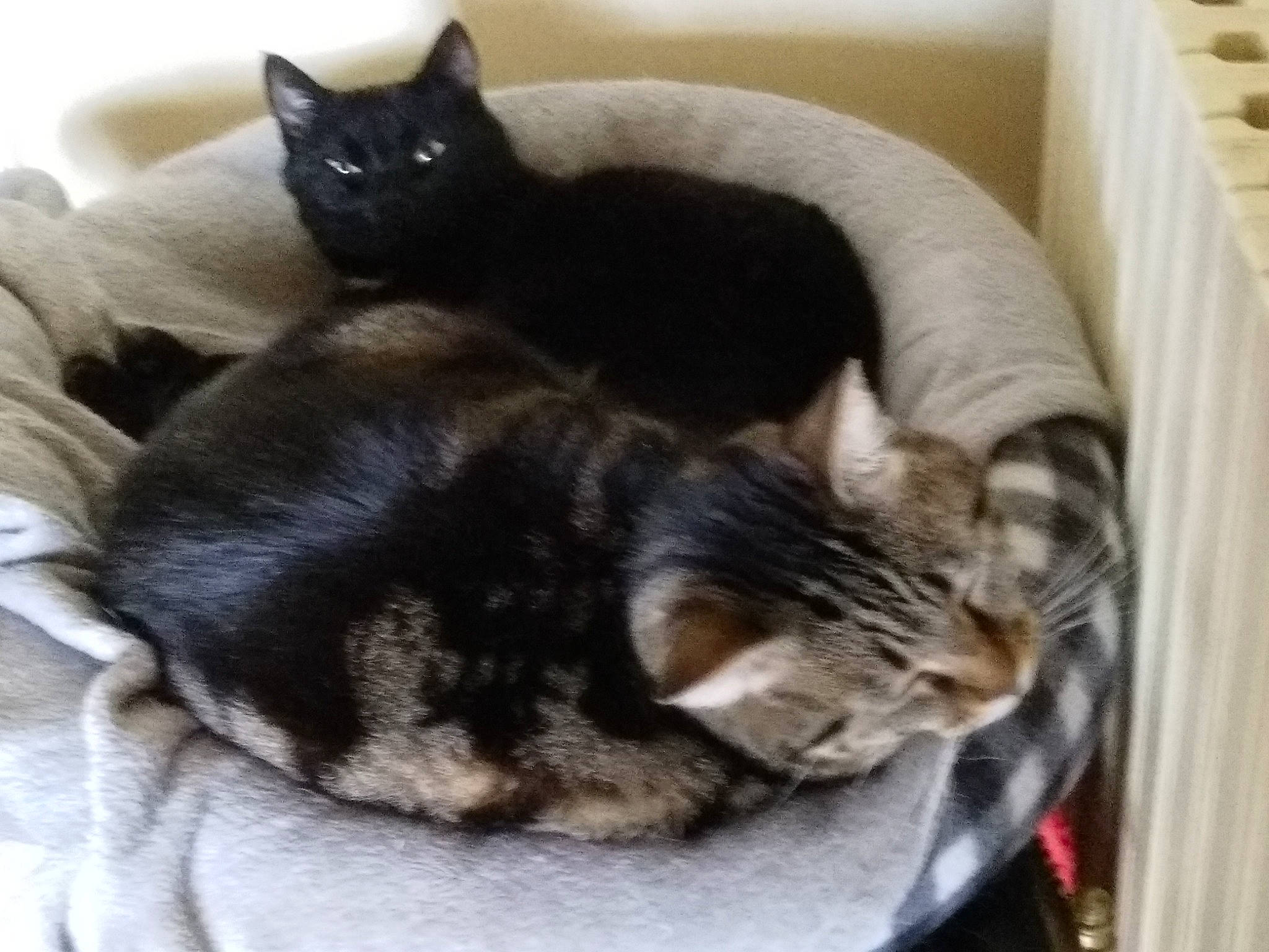 Chouquette a rejoint le concours — aidez-le/la à gagner de superbes lots ! asian, black_cat, carnivore, cat, cat_bed, comfort, domestic_short_haired_cat, ear, european_shorthair, felidae, fur, kitten, mammal, nap, paw, polydactyl_cat, small_to_medium_sized_cats, tail, vertebrate, whiskers