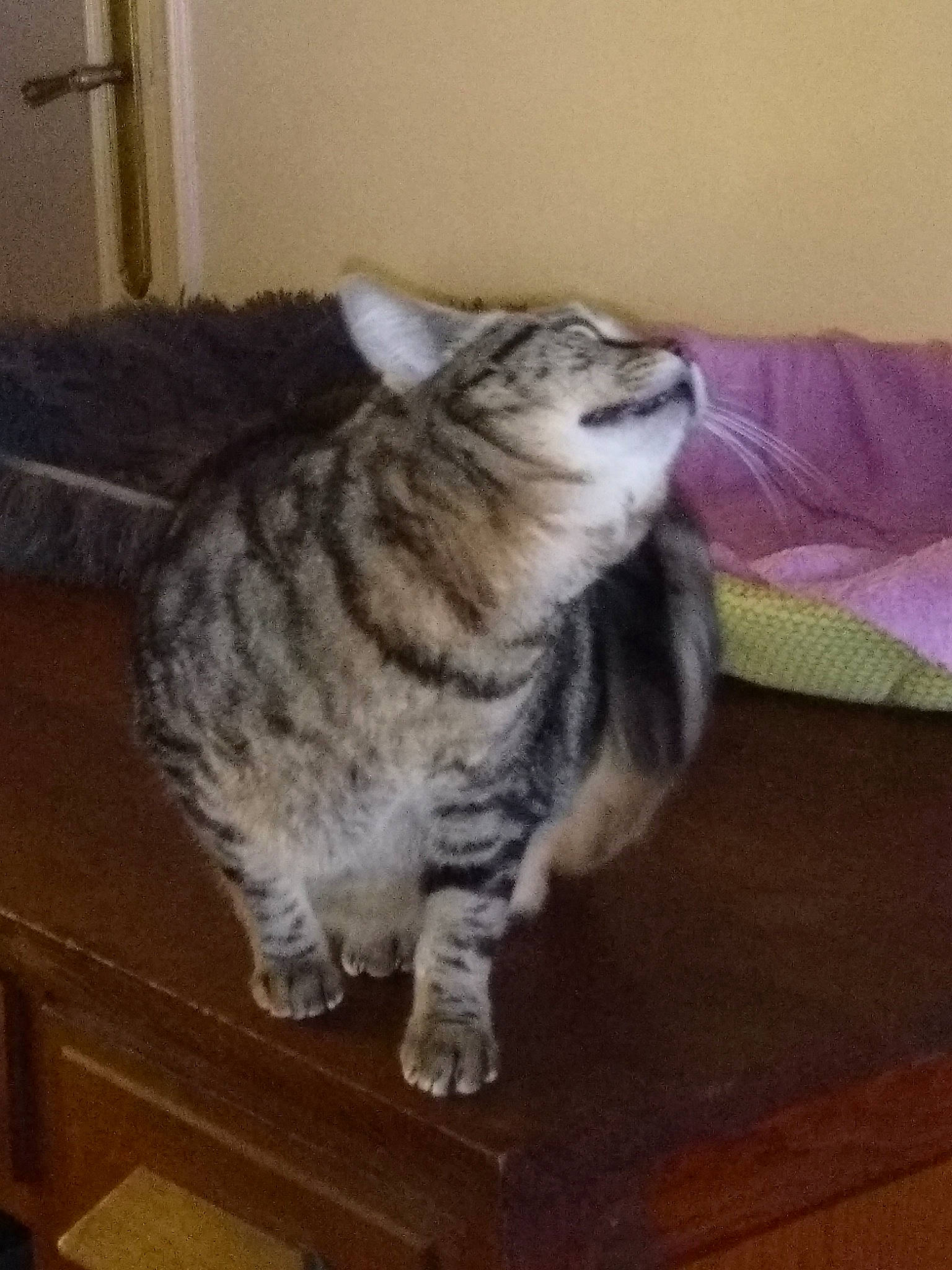 Chouquette participe au concours pour gagner de l'argent avec cette photo : american_shorthair, asian, california_spangled, carnivore, cat, domestic_short_haired_cat, dragon_li, egyptian_mau, european_shorthair, felidae, fur, kitten, kurilian_bobtail, mammal, pixie_bob, small_to_medium_sized_cats, tabby_cat, tail, vertebrate, whiskers