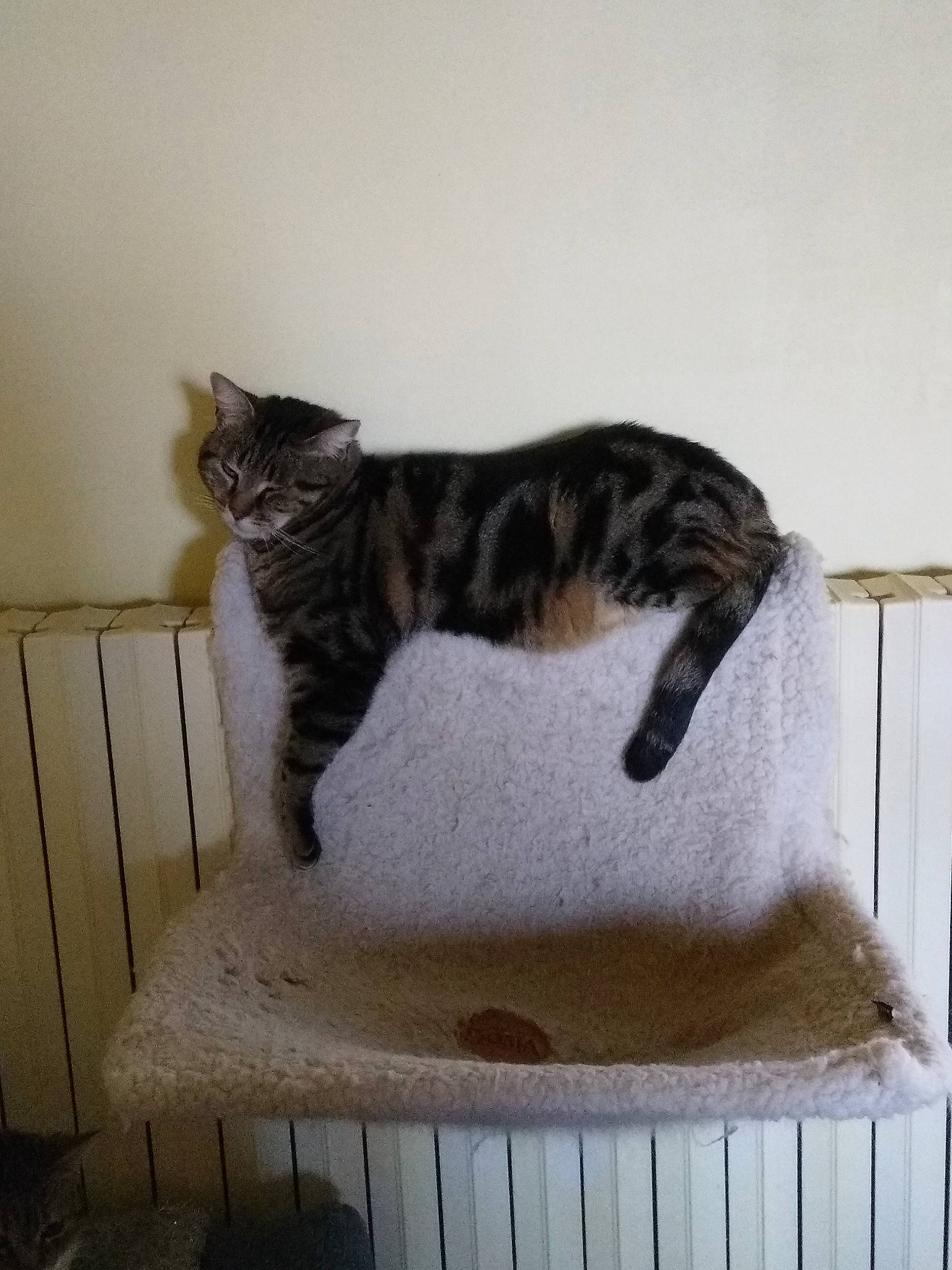 Chouquette participe au concours pour gagner de l'argent avec cette photo : aegean_cat, american_shorthair, american_wirehair, asian, carnivore, cat, cat_bed, domestic_short_haired_cat, dragon_li, european_shorthair, felidae, kitten, maine_coon, mammal, norwegian_forest_cat, polydactyl_cat, small_to_medium_sized_cats, tabby_cat, tail, whiskers