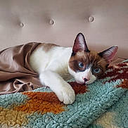Killua is registered to the contest to win money with this photo: cat, kitten, blue_eyes, white_and_brown_fur, paw, blanket, bed, headboard, bedding, cozy, indoor, portrait, close_up, relaxed, resting, looking_at_camera, ears, fur_texture, soft_light, home