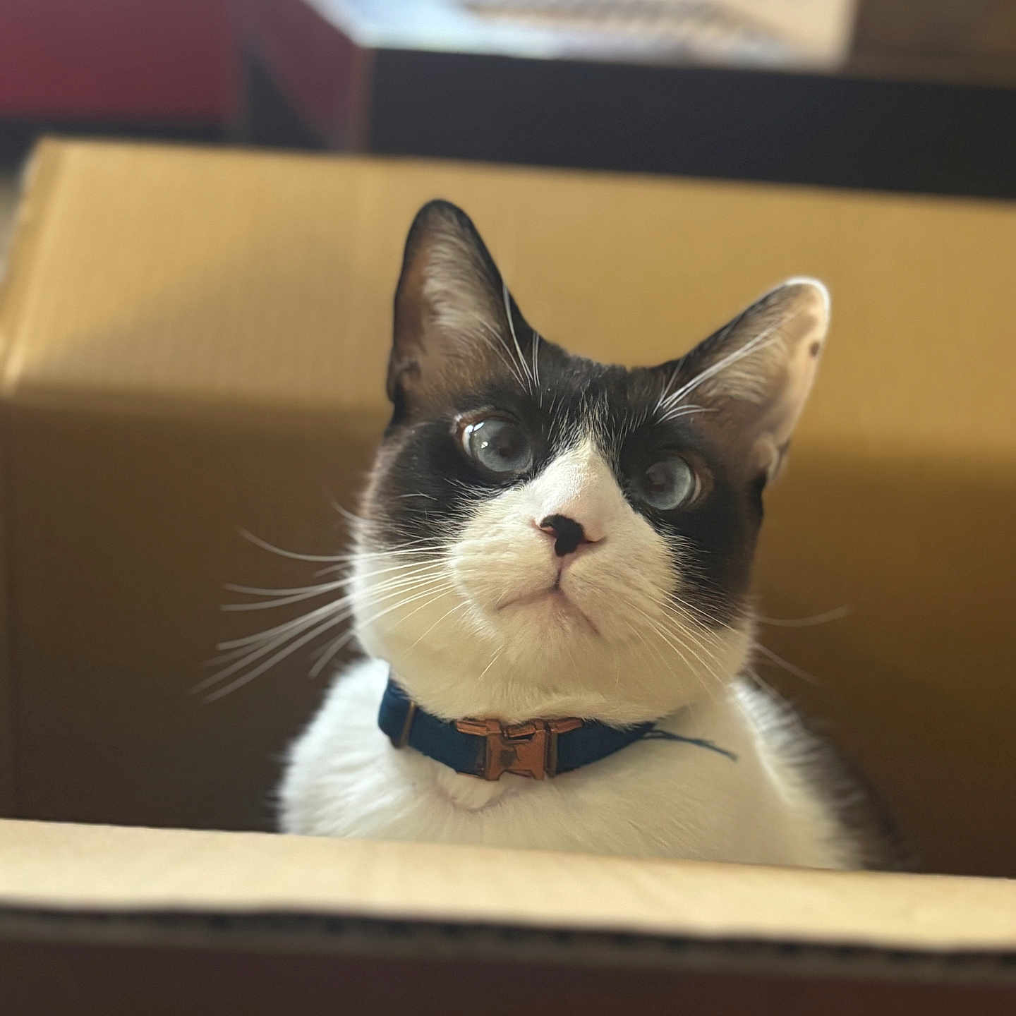 Killua joined the competition — help win amazing prizes! bokeh, box, cardboard_box, cat, closeup, collar, curious, cute, domestic_cat, ears, eyes, fur, indoor, pet, portrait, shallow_depth_of_field, sitting, soft_light, tuxedo_cat, whiskers