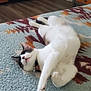 cat, feline, pet, indoor, rug, carpet, belly_up, white_fur, black_fur, paws, collar, whiskers, nap, relaxed, playful, floor, home_interior, cozy, portrait, sleeping