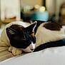cat, tuxedo_cat, sleeping_cat, pet, indoor, bed, blanket, paws, whiskers, nose, fur, closeup, portrait, shallow_depth_of_field, cozy, relaxing, domestic_animal, black_and_white, soft_light, resting