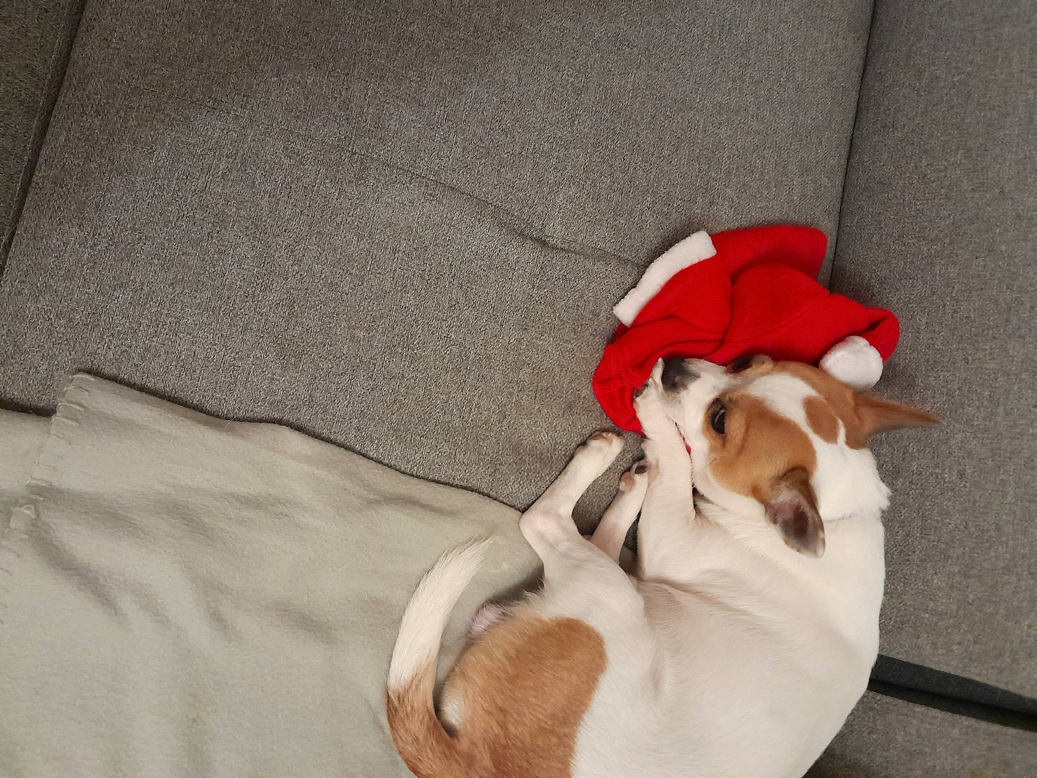 Pepite a rejoint le concours — aidez-le/la à gagner de superbes lots ! canidae, carmine, carnivore, collar, comfort, companion_dog, dog, dog_breed, dog_supply, fawn, flooring, fur, linens, nap, paw, pet_supply, snout, sporting_group, tail, working_animal