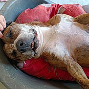 Baxter participe au concours pour gagner de l'argent avec cette photo : dog, pet, sleeping, bed, cushion, red, relaxation, happy, content, paw, fur, nose, teeth, hand, scratching, indoor, cozy, resting, animal, canine