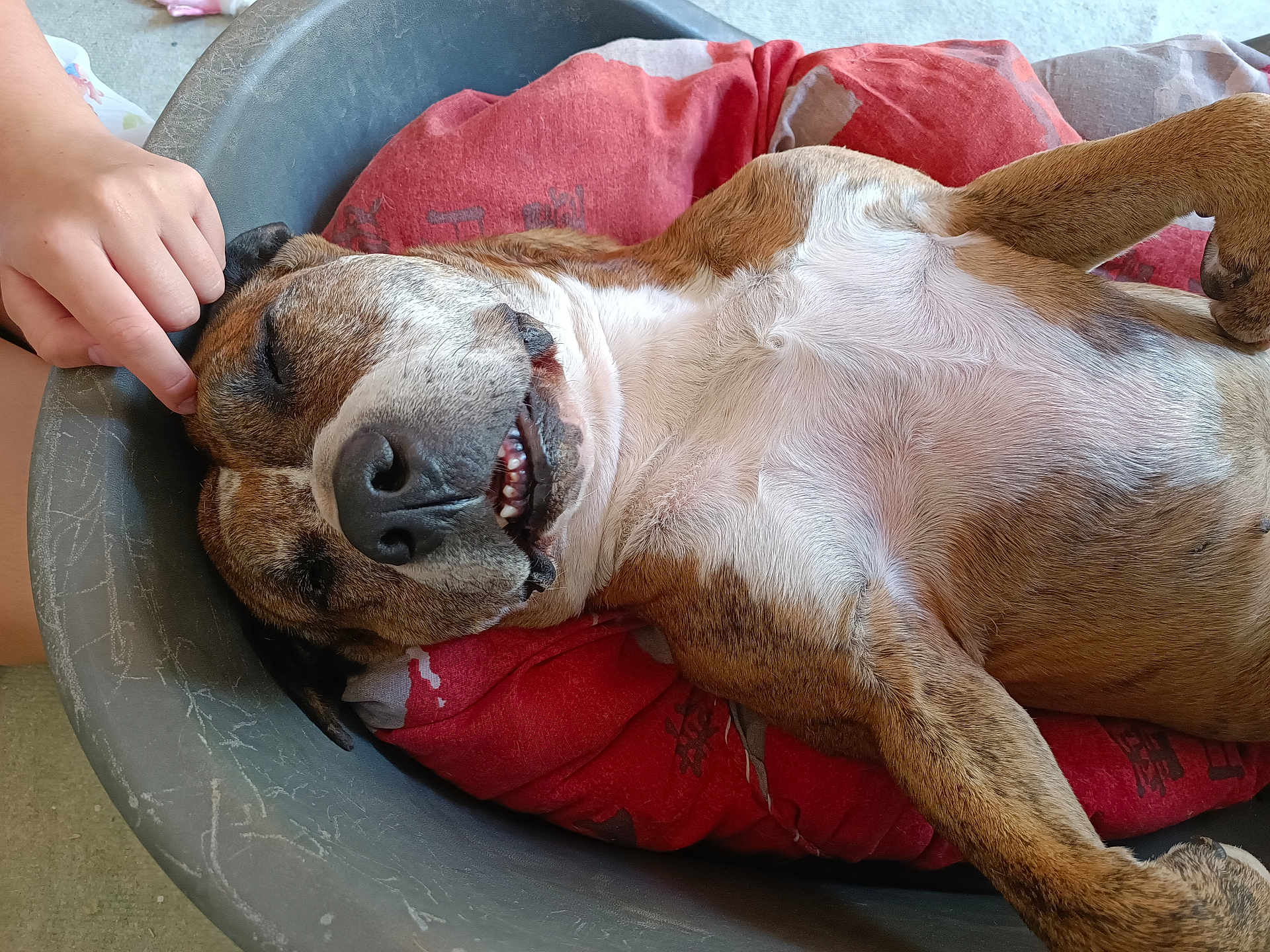 Baxter participe au concours pour gagner de l'argent avec cette photo : dog, pet, sleeping, bed, cushion, red, relaxation, happy, content, paw, fur, nose, teeth, hand, scratching, indoor, cozy, resting, animal, canine