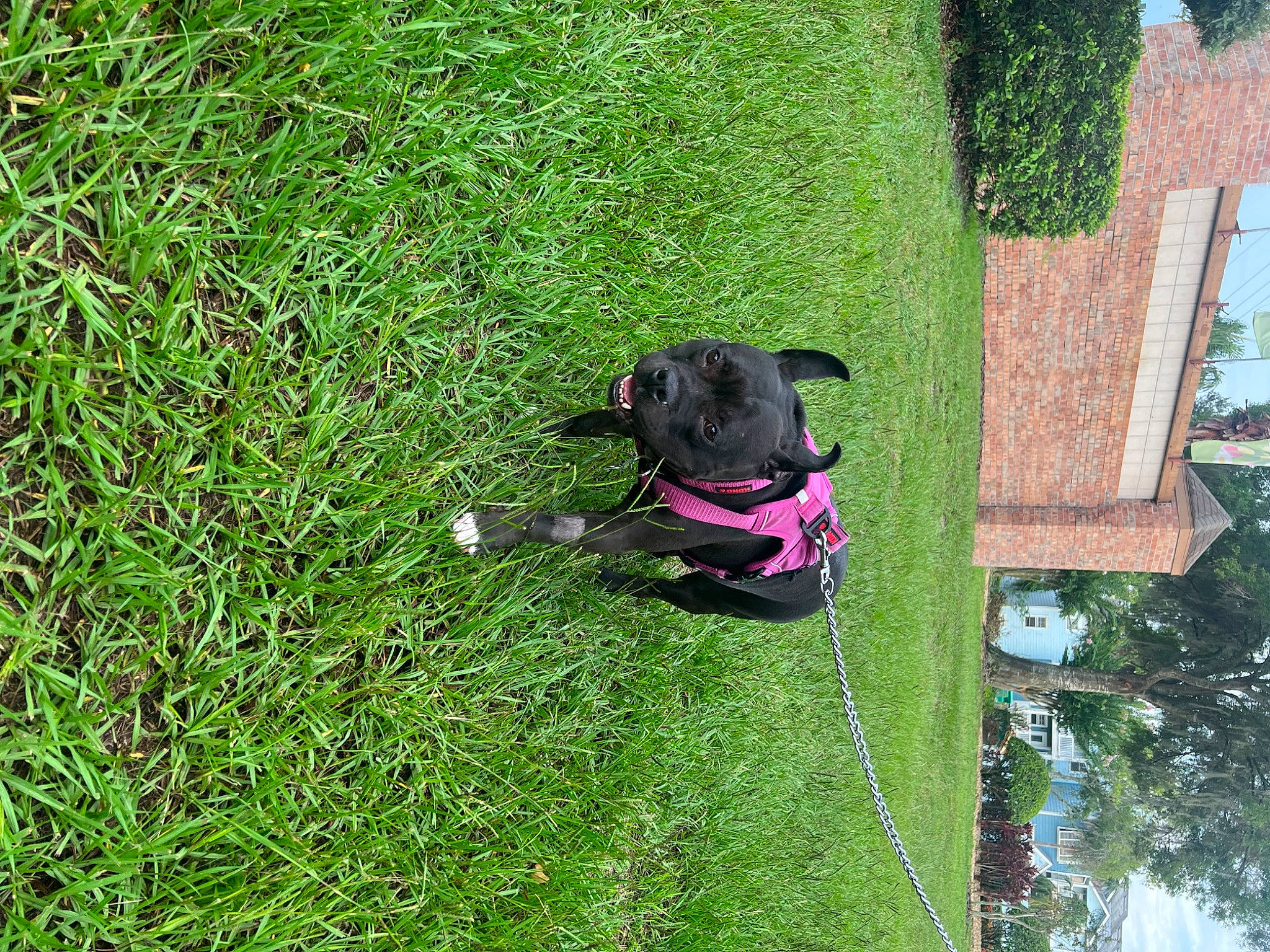 Roxy joined the competition — help win amazing prizes! carnivore, collar, companion_dog, dog, dog_breed, dog_collar, dog_supply, fawn, grass, groundcover, gun_dog, lawn, pet_supply, plant, snout, sporting_group, tail, tree, window, working_animal