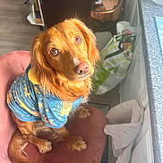 Simba joined the competition — help win amazing prizes! animal, blue_sweater, canine, chair, countertop, cute, dog, domestic, floor, fur, golden_retriever, indoor, kitchen, lion_print, looking_up, pet, pink_chair, shopping_bag, tail, trash_bin