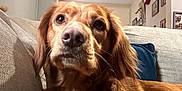 Simba is registered to the contest to win money with this photo: animal, architecture, art, building, canine, chair, couch, cushion, dog, furniture, goldenretriever, homedecor, indoors, interiordesign, livingroom, painting, person, pet, puppy, room